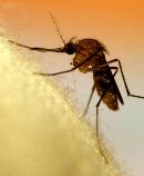 Penjual Obat (Anti) Nyamuk